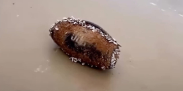 Hat dieser Bluetooth-Speaker von JBL drei Monate lang im Ozean "überlebt"?